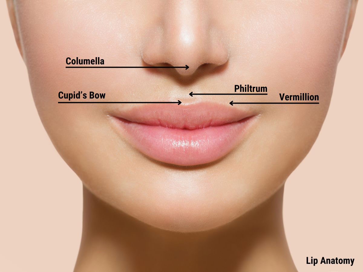 Lip Anatomy